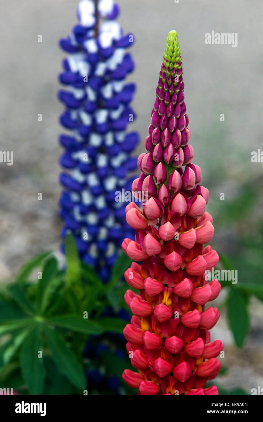 Lupinus polyphyllus, Lupine, Lupines, Lupin Stock Photo Alamy