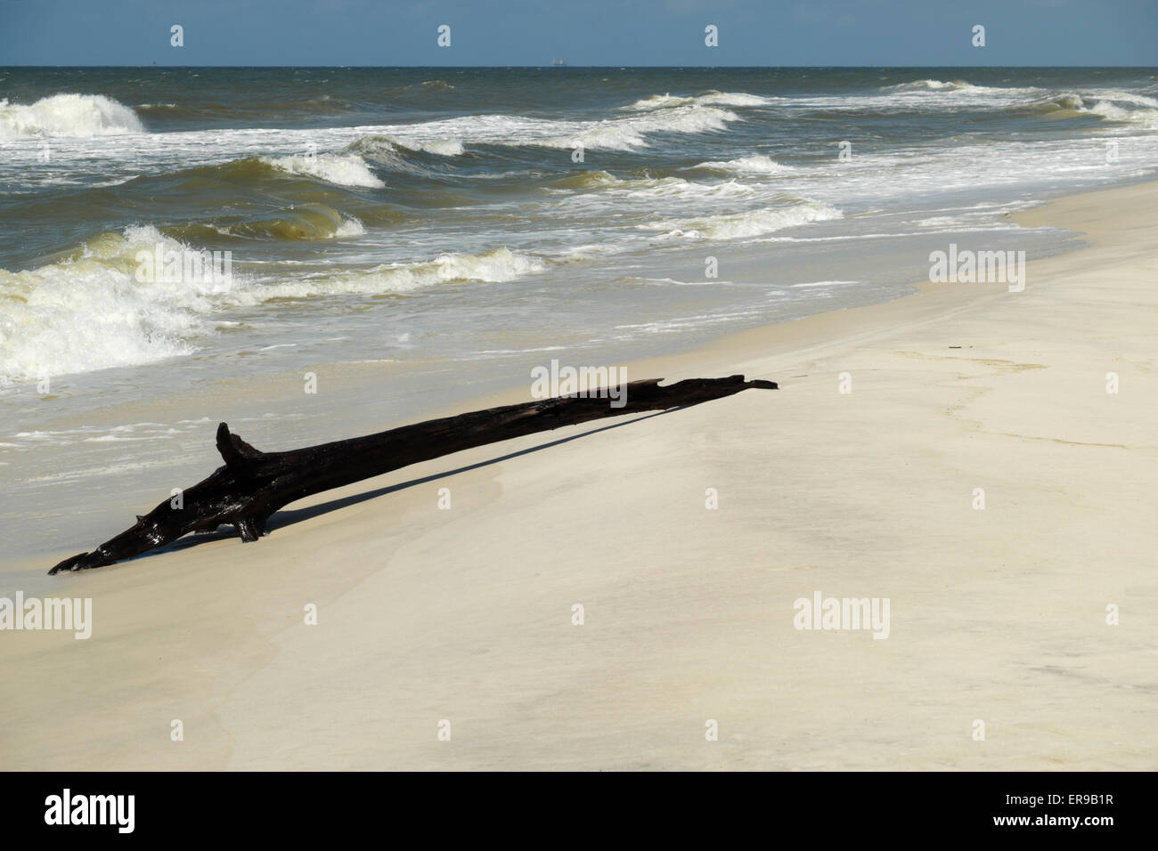 Driftwood on the beach of the Gulf of Mexico on the Fort Morgan Peninsula of southern Alabama. Stock Photo