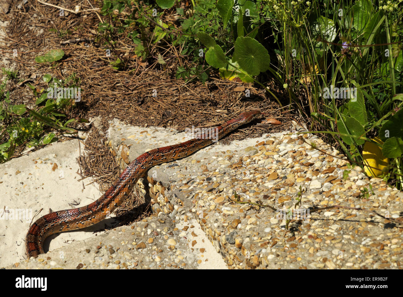Rat Snake negotiates concrete steps near the ferry landing at Fort Morgan, Alabama. Stock Photo