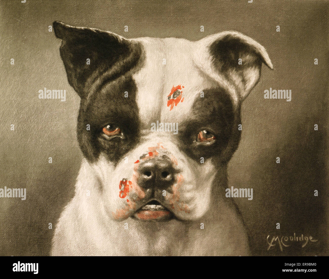 Boston Terrier. I'm a bad dog! What kind of a dog are you? Stock Photo