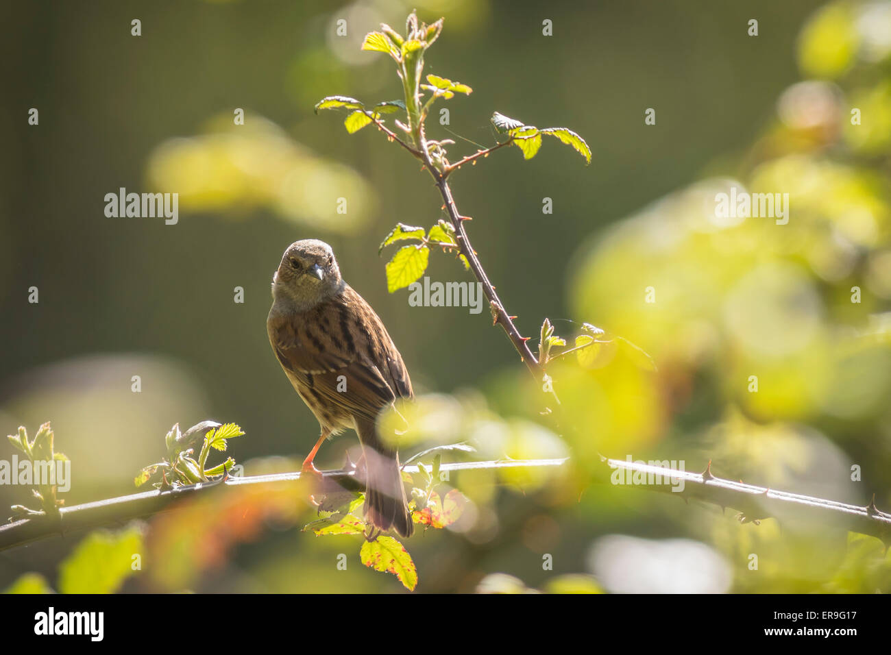 Dunnock bird perched on Rubus, singing a morning song. Stock Photo