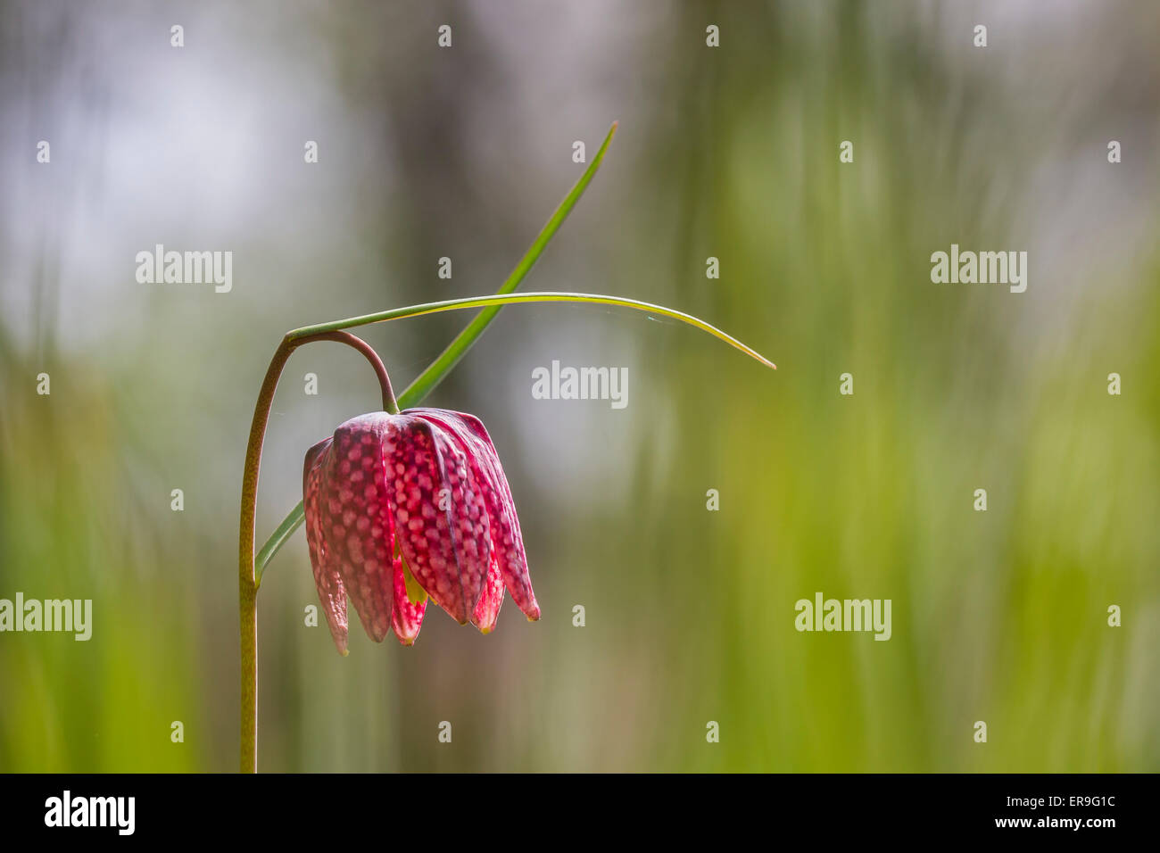 Close-up a pair of purple Fritillaria meleagris in a forest on a meadow. Stock Photo