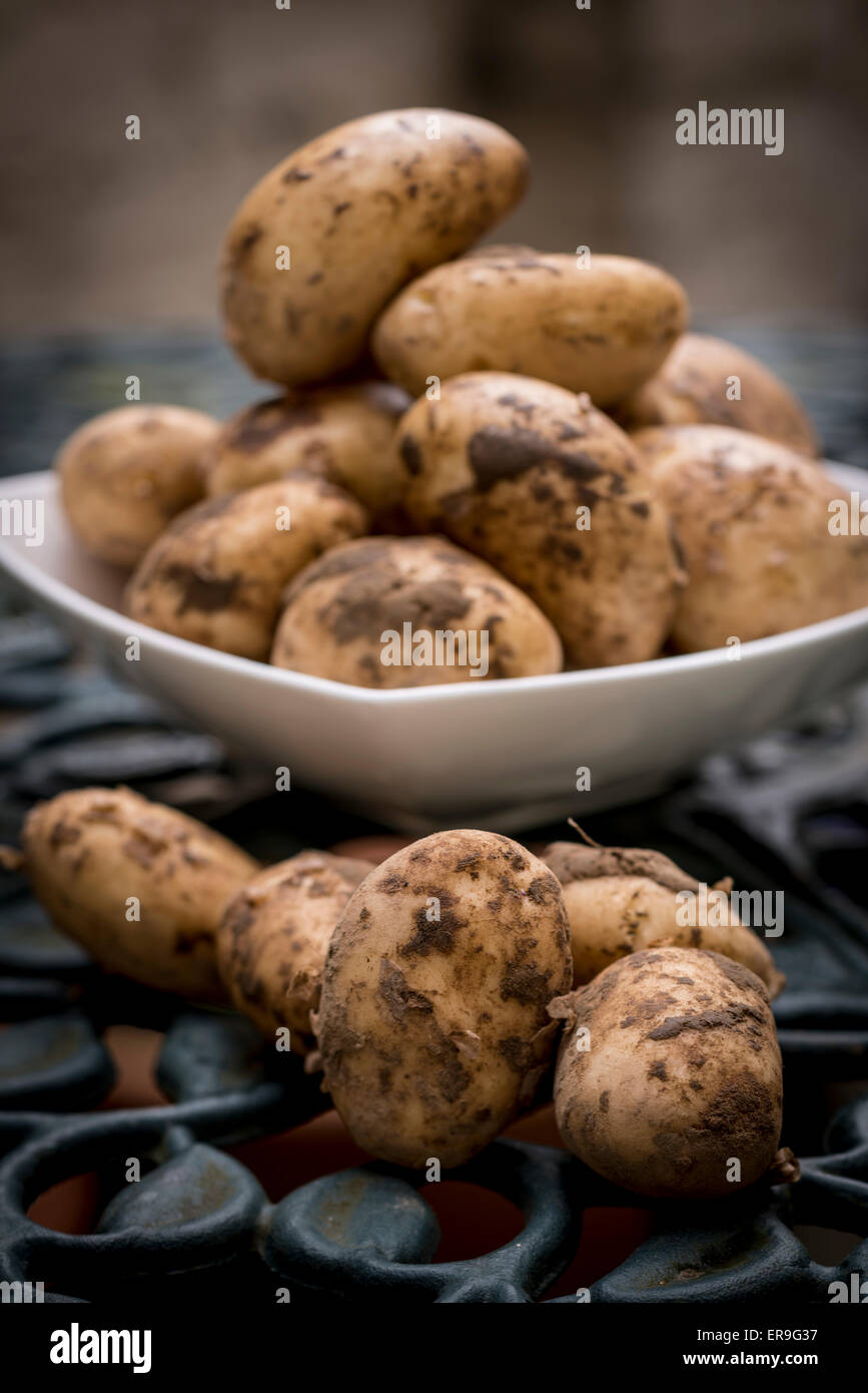 Freshly harvested potatoes. Stock Photo