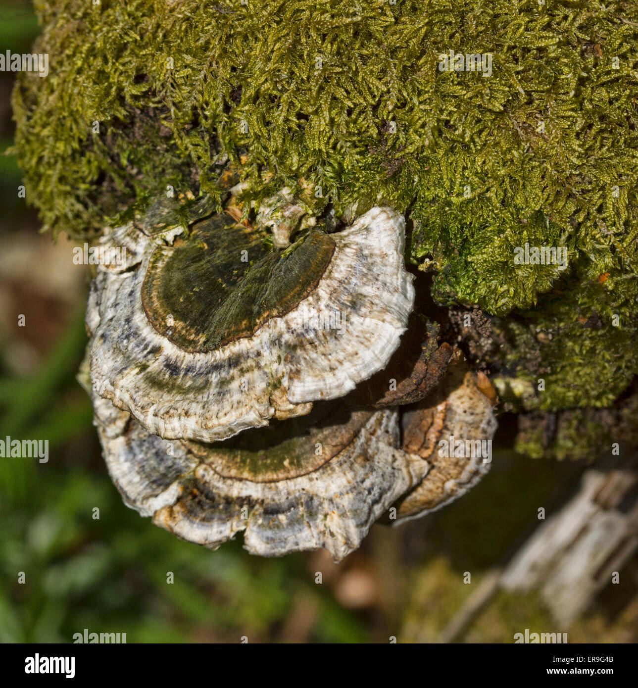 Bracket Fungi Stock Photo Alamy