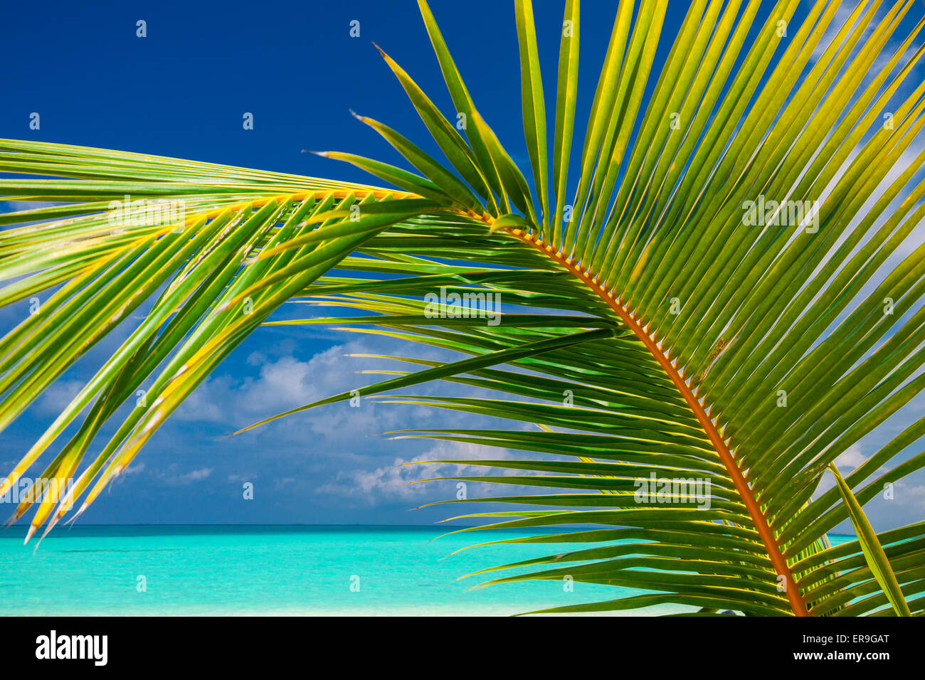 Palm leaf agains blue sky with sea and tropical beach Stock Photo - Alamy