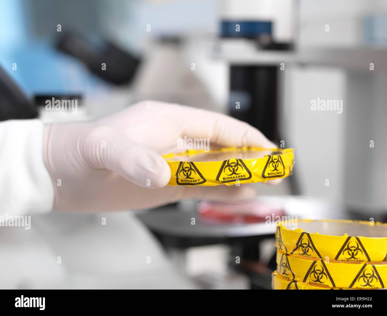 PROPERTY RELEASED. MODEL RELEASED. Scientist experimenting with cultures in petri dishes with biohazard warning in microbiology lab. Stock Photo
