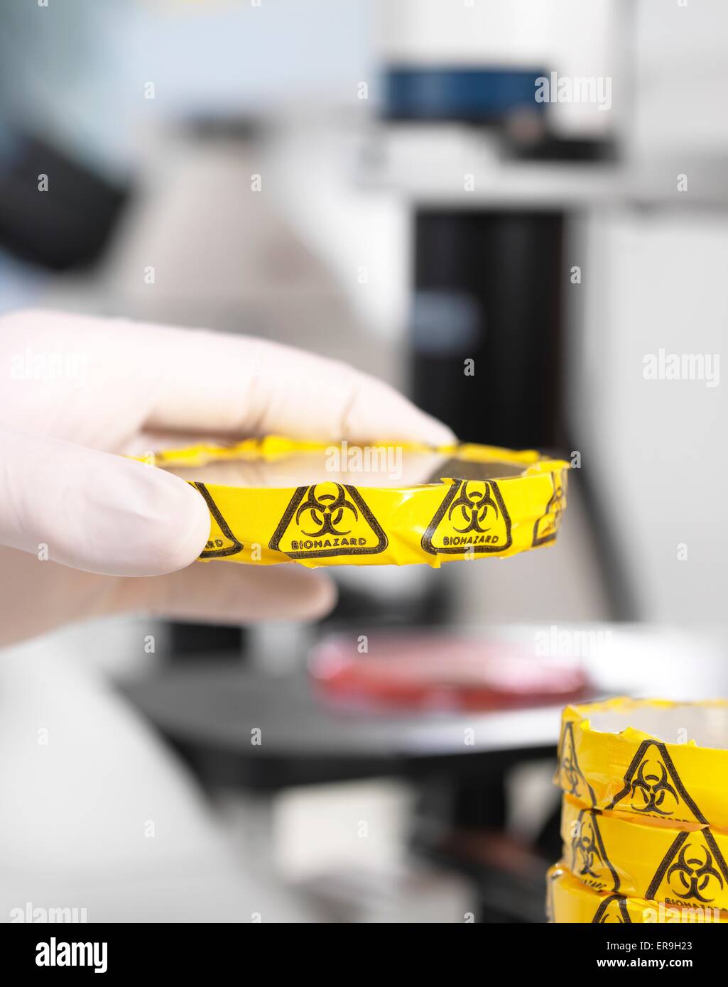 PROPERTY RELEASED. MODEL RELEASED. Scientist experimenting with cultures in petri dishes with biohazard warning in microbiology lab. Stock Photo