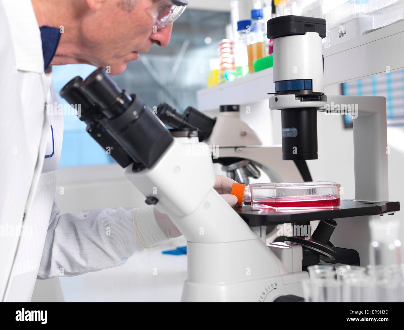 PROPERTY RELEASED. MODEL RELEASED. Stem Cell Research. Laboratory researcher using a light microscope to examine stem cells in a culture jar. Stock Photo