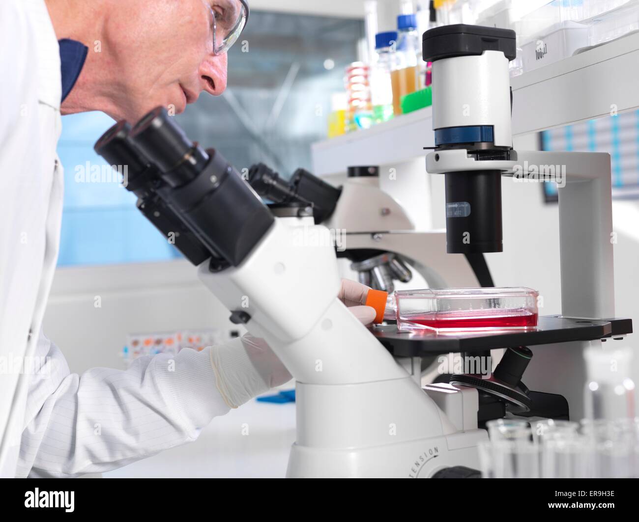 PROPERTY RELEASED. MODEL RELEASED. Stem Cell Research. Laboratory researcher using a light microscope to examine stem cells in a culture jar. Stock Photo