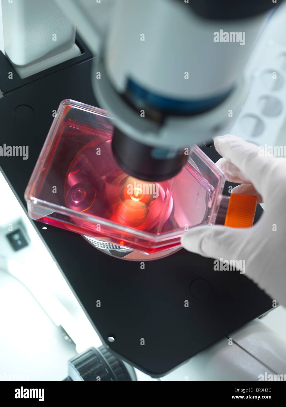 PROPERTY RELEASED. MODEL RELEASED. Biological research. Laboratory researcher using a light microscope to examine the contents of a culture jar. Stock Photo