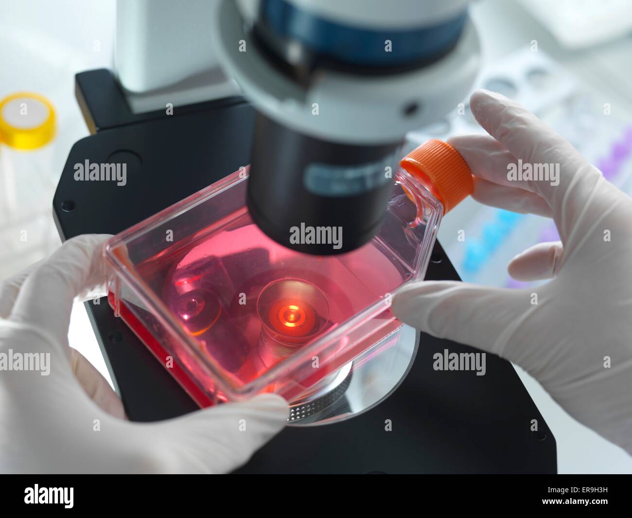 PROPERTY RELEASED. MODEL RELEASED. Biological research. Laboratory researcher using a light microscope to examine the contents of a culture jar. Stock Photo