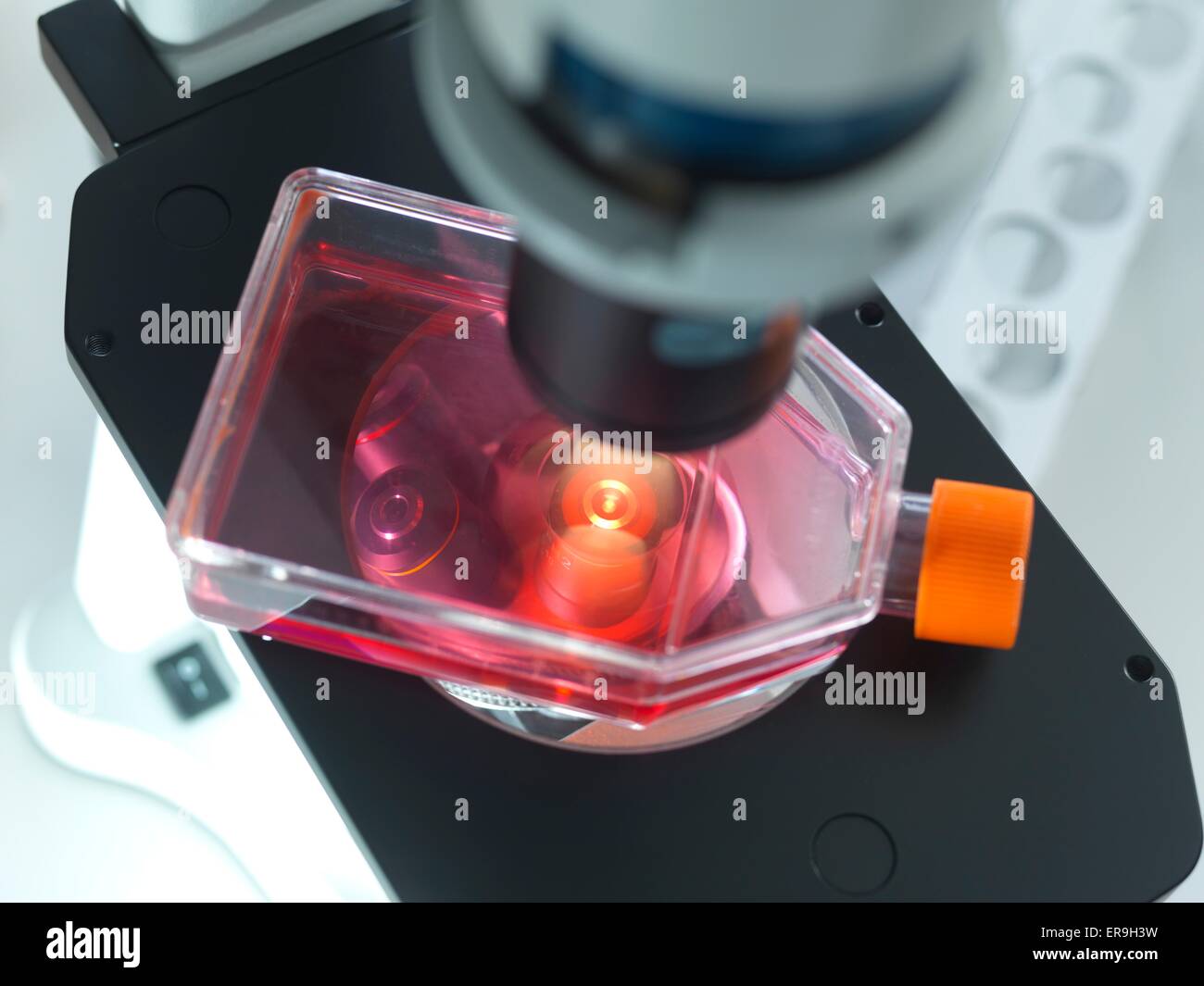 PROPERTY RELEASED. Biological research. light microscope used to