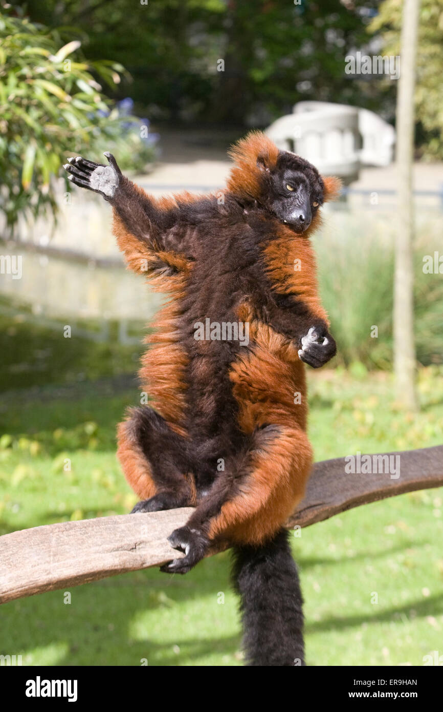 Red Ruffed Red ruffed lemur threatened hi-res stock photography and images - Alamy