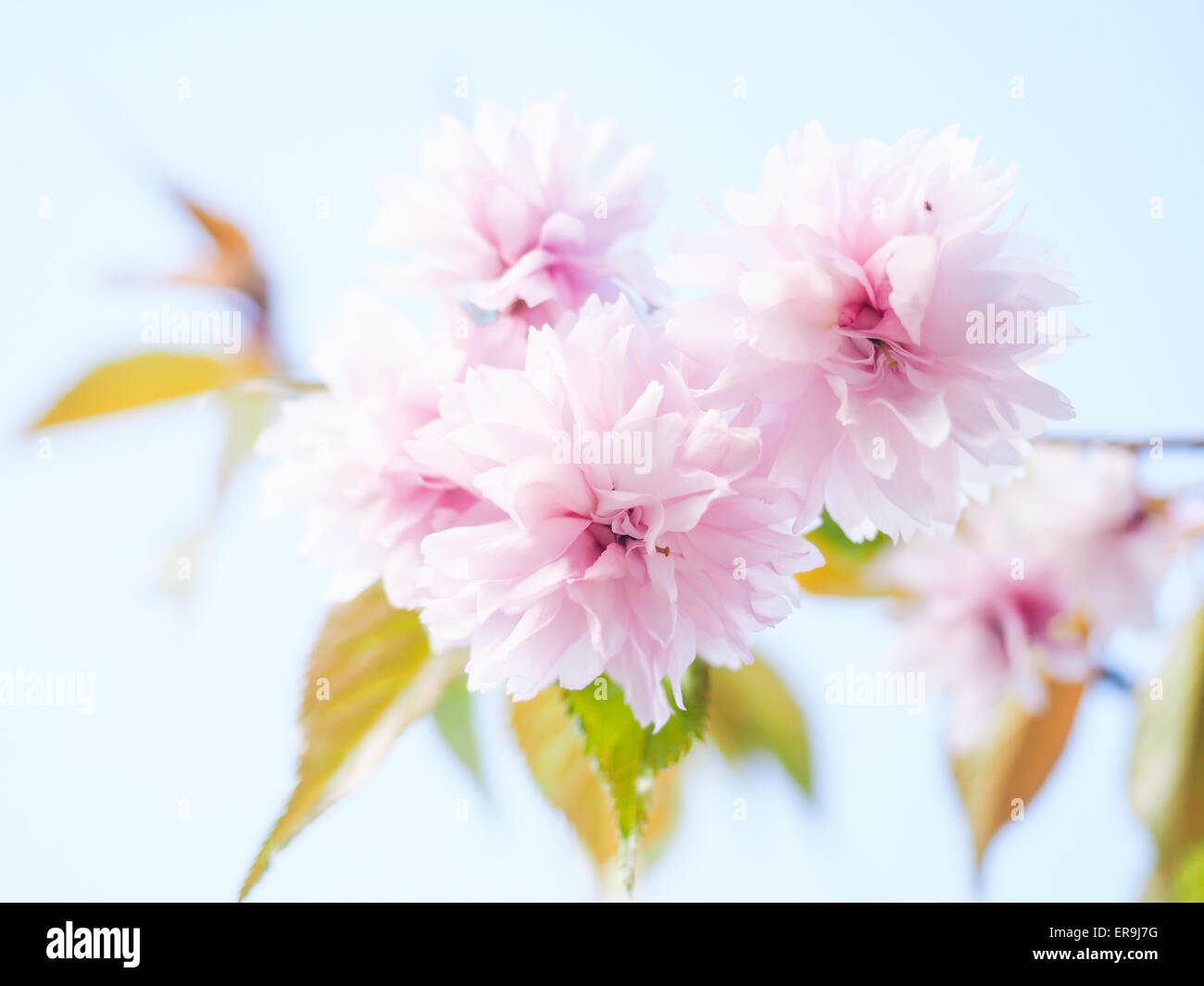 Japanese pink cherry blossoms, blooming on tree towards light blue sky Stock Photo