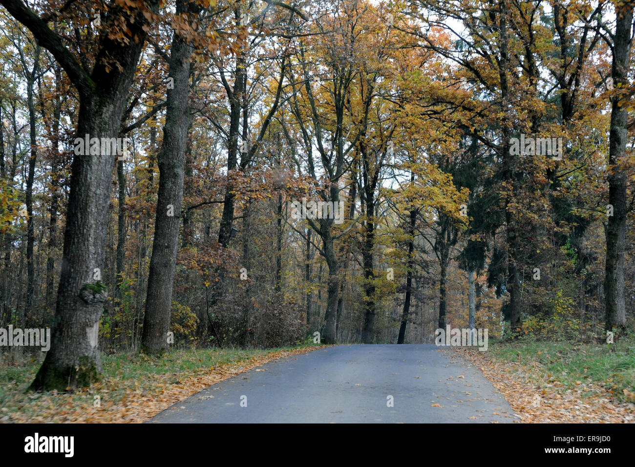 Road in Wenden, Germany, trees, Fall colors Stock Photo Alamy