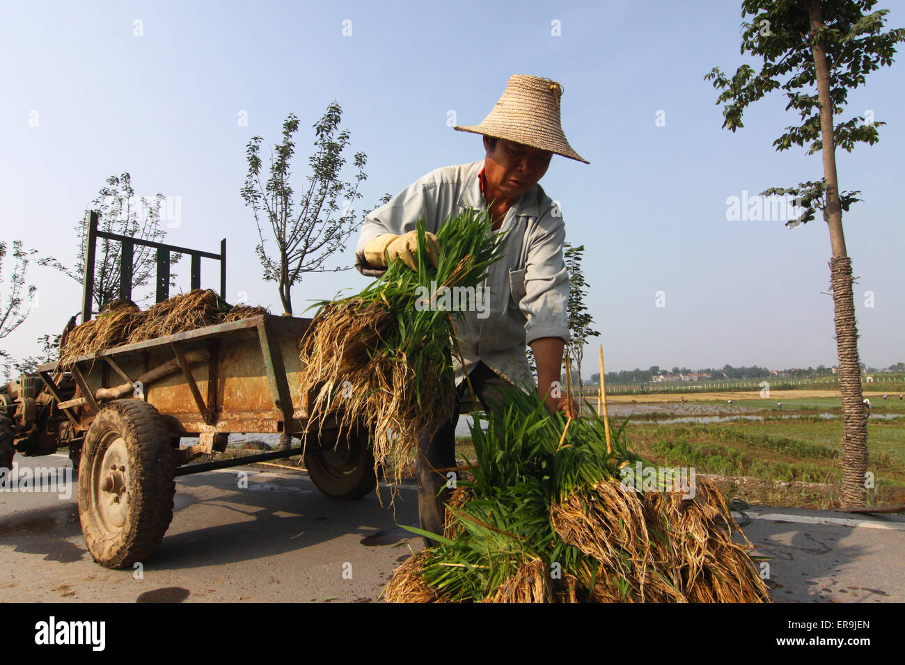 Xiangang Rice A famer works in the rice field in Xiangyang, Hubei province, China on ...