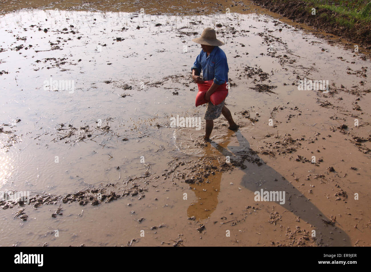 Xiangang Rice A famer works in the rice field in Xiangyang, Hubei province, China on ...