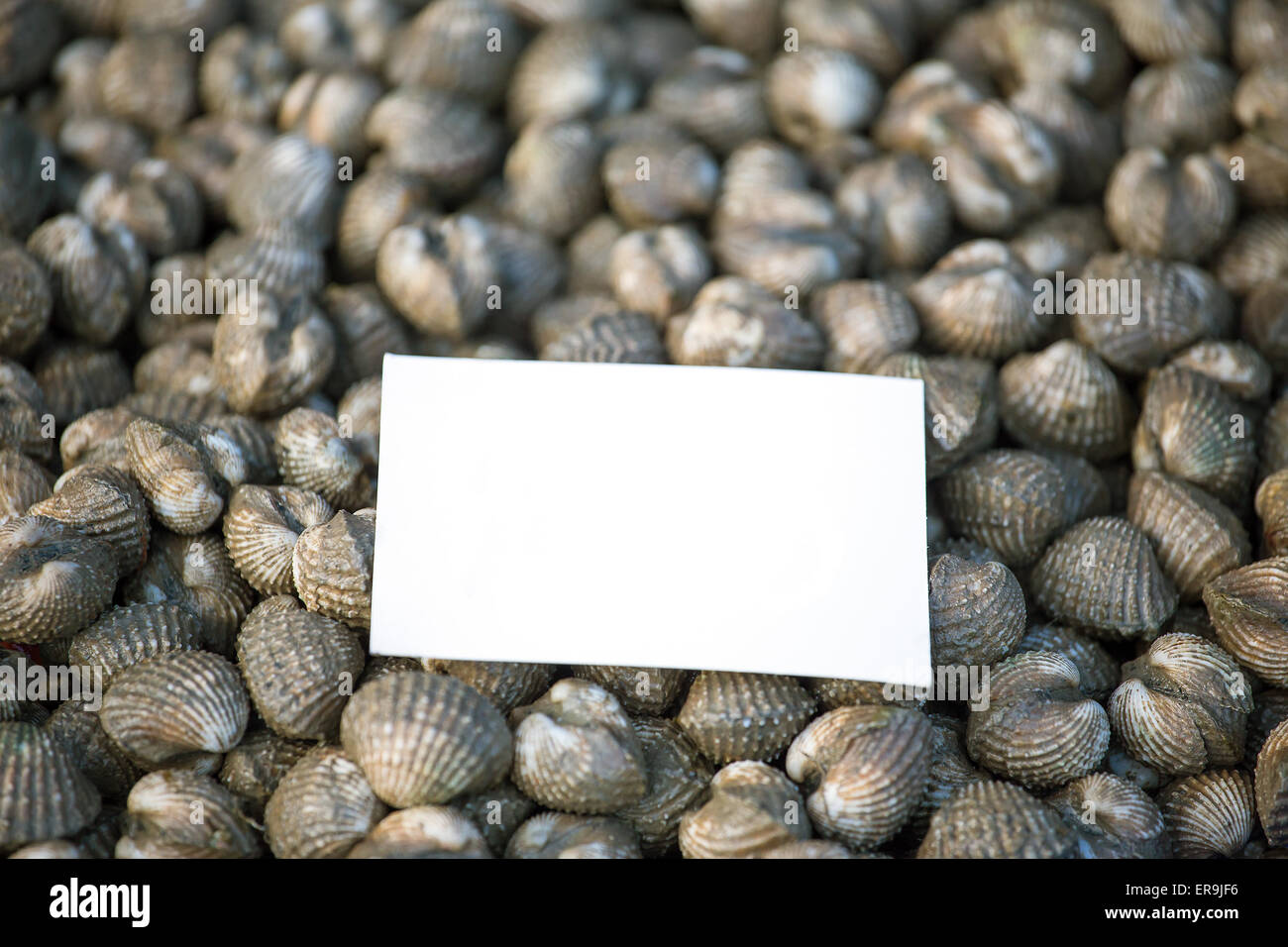 Fresh cockles seafood background Stock Photo