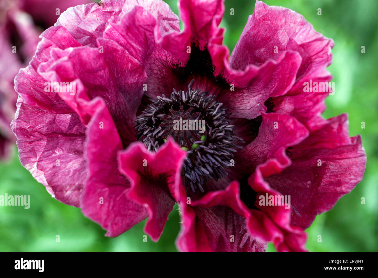 Burgundy Oriental Poppy Papaver orientale 'Harlem' Flower Purple Papaver Flower Petals Beautiful Violet Papaver orientale Bloom Dark Centre Annual Stock Photo