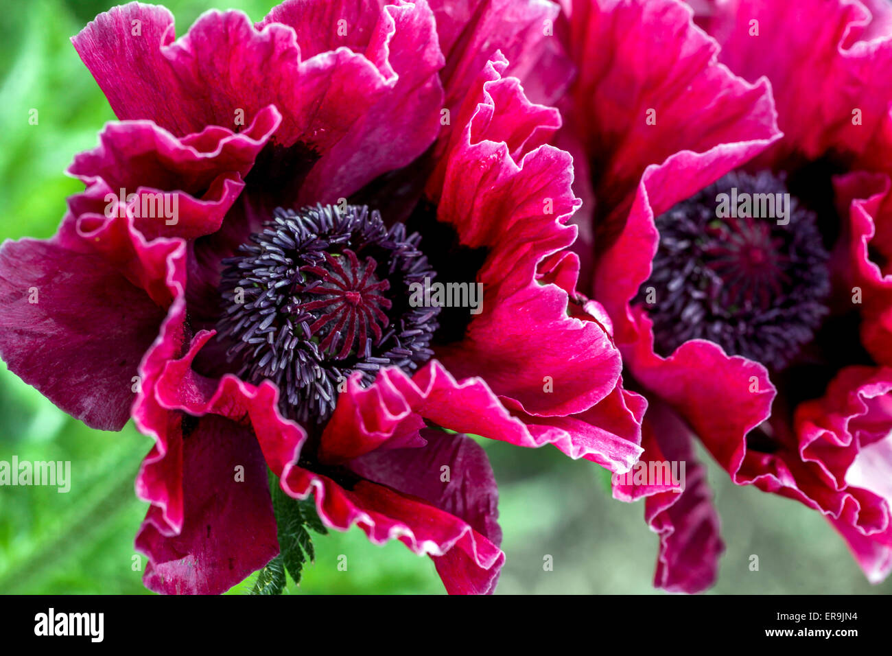 Beautiful Oriental Poppy flower, Papaver orientale 'Harlem', Purple burgundy Oriental poppies, close up Stock Photo