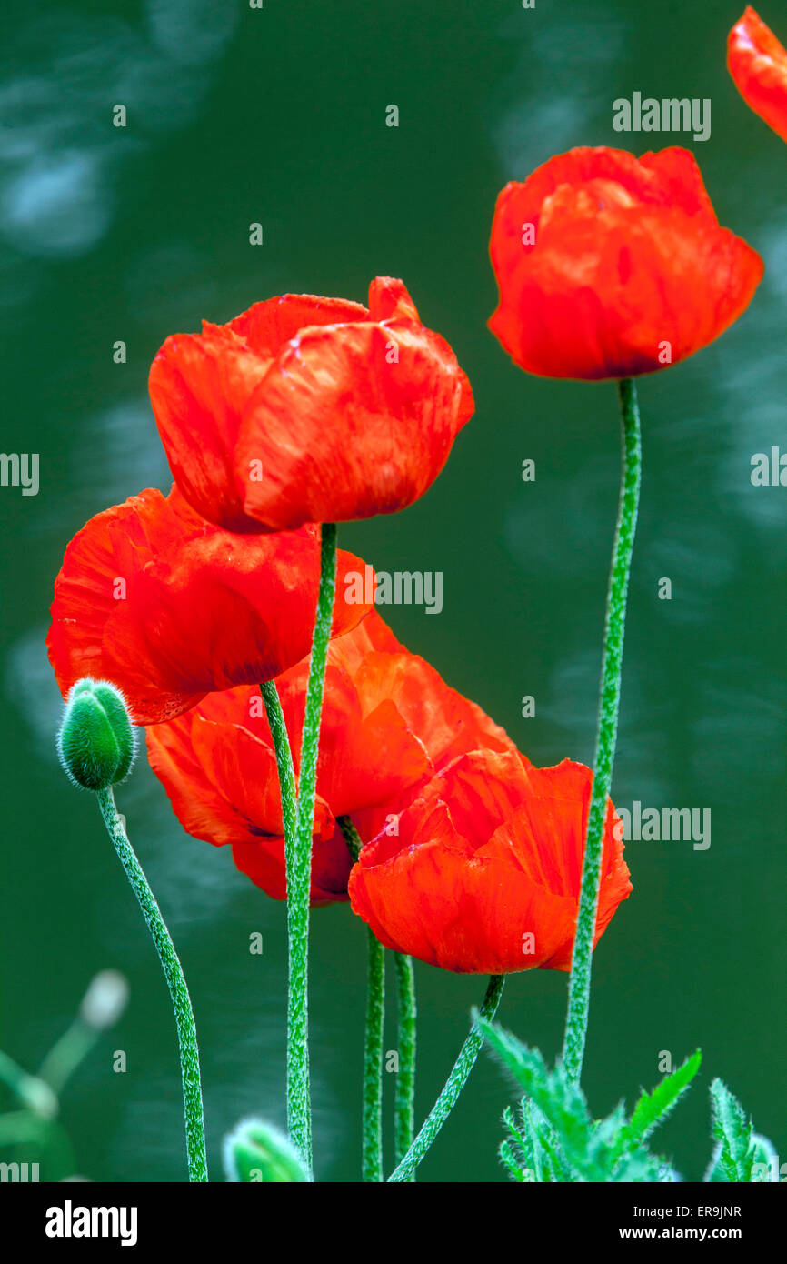 Oriental Poppy Papaver orientale, flowers Stock Photo