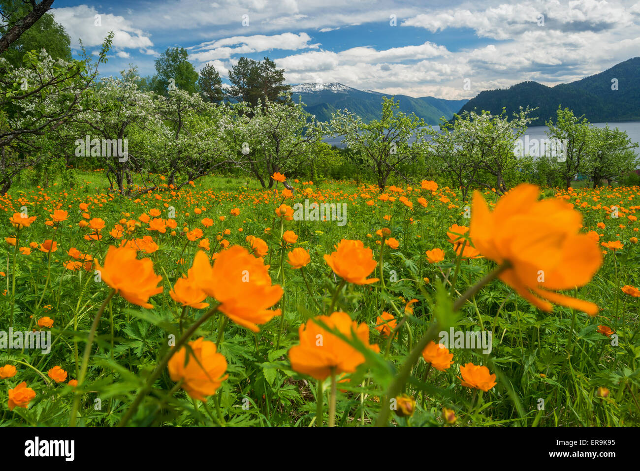 Russia siberia flower field flower hires stock photography and images