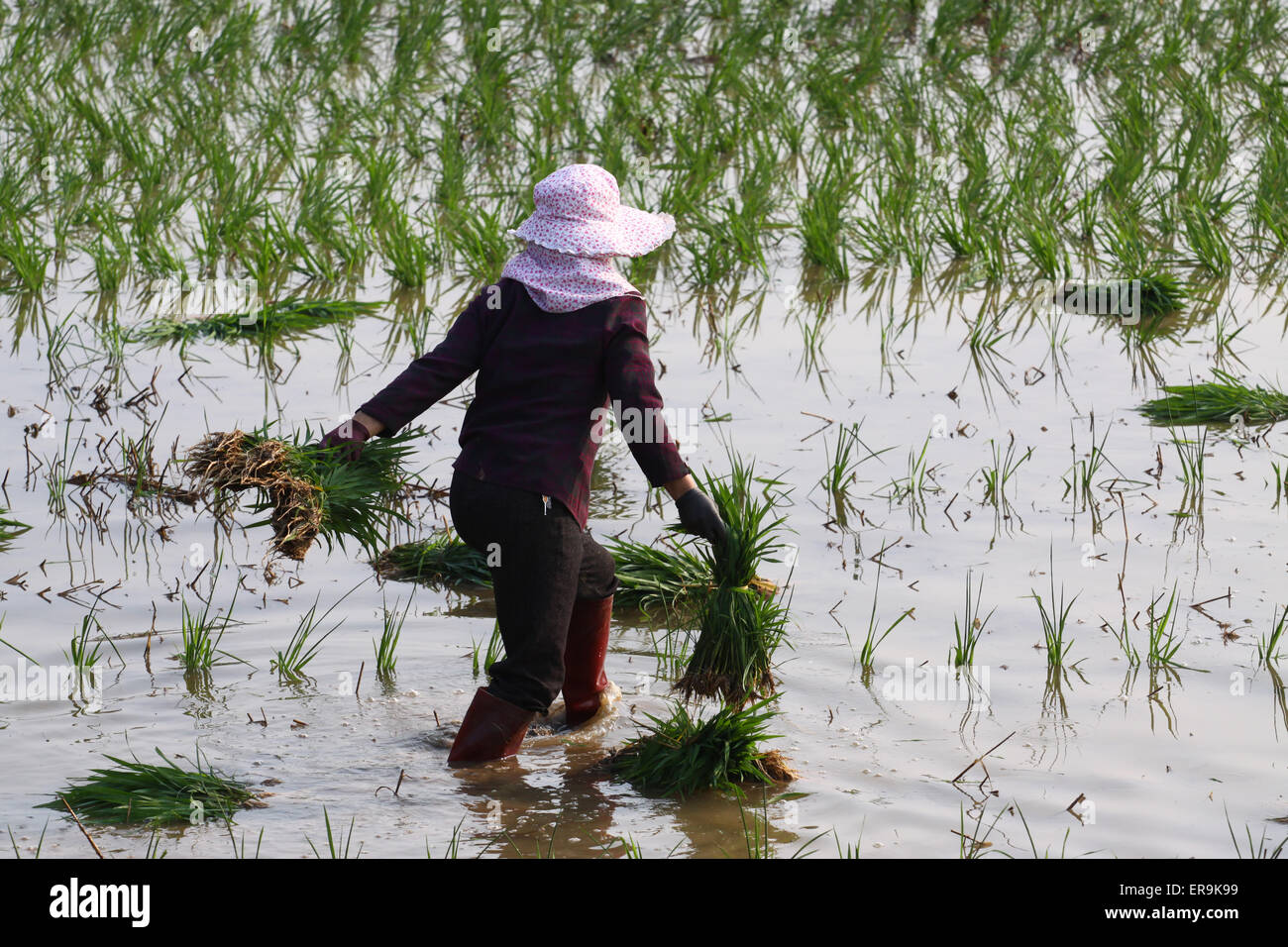 Xiangang Rice A famer works in the rice field in Xiangyang, Hubei province, China on ...