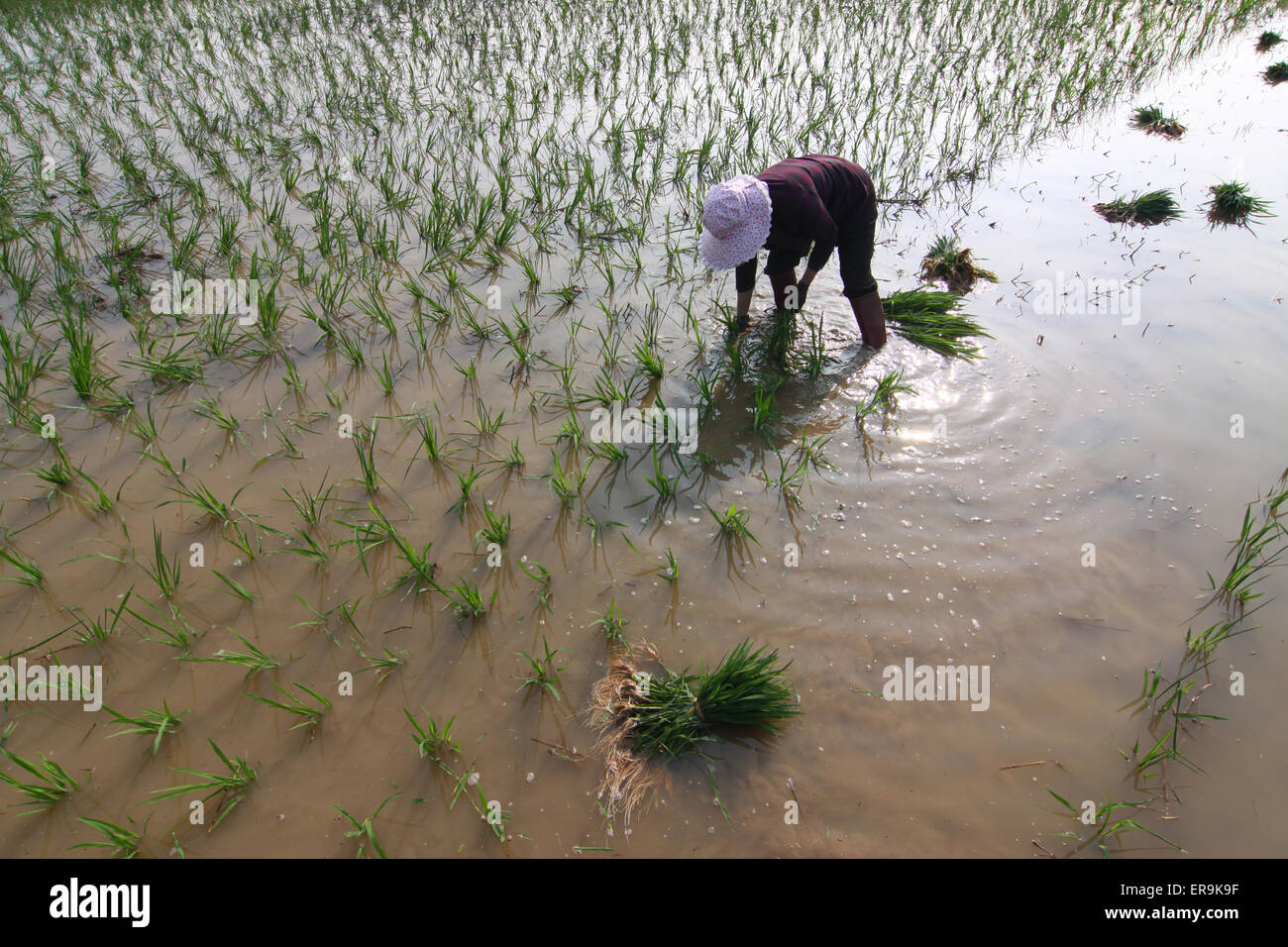 Xiangang Rice A famer works in the rice field in Xiangyang, Hubei province, China on ...