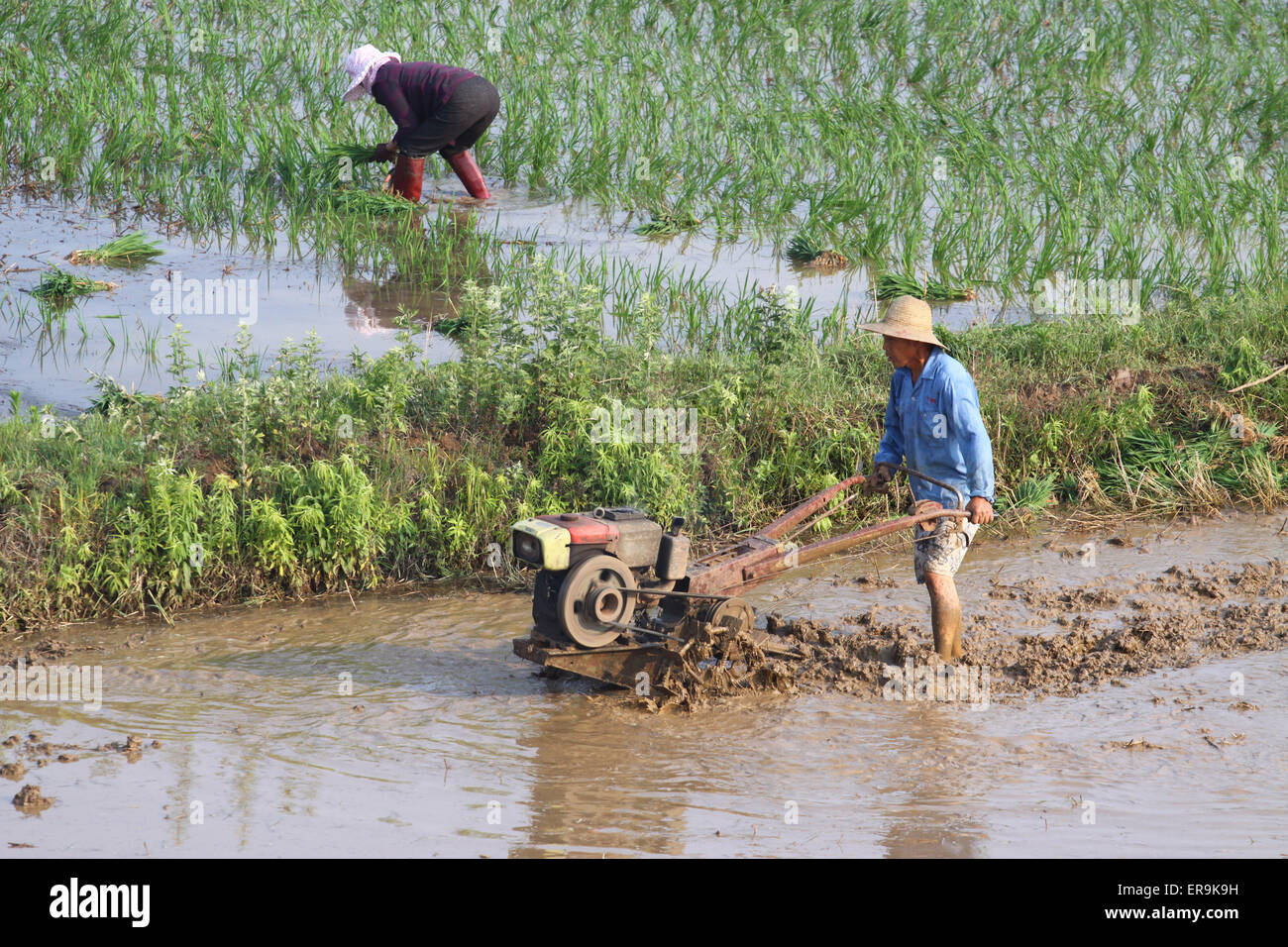 Xiangang Rice A famer works in the rice field in Xiangyang, Hubei province, China on ...