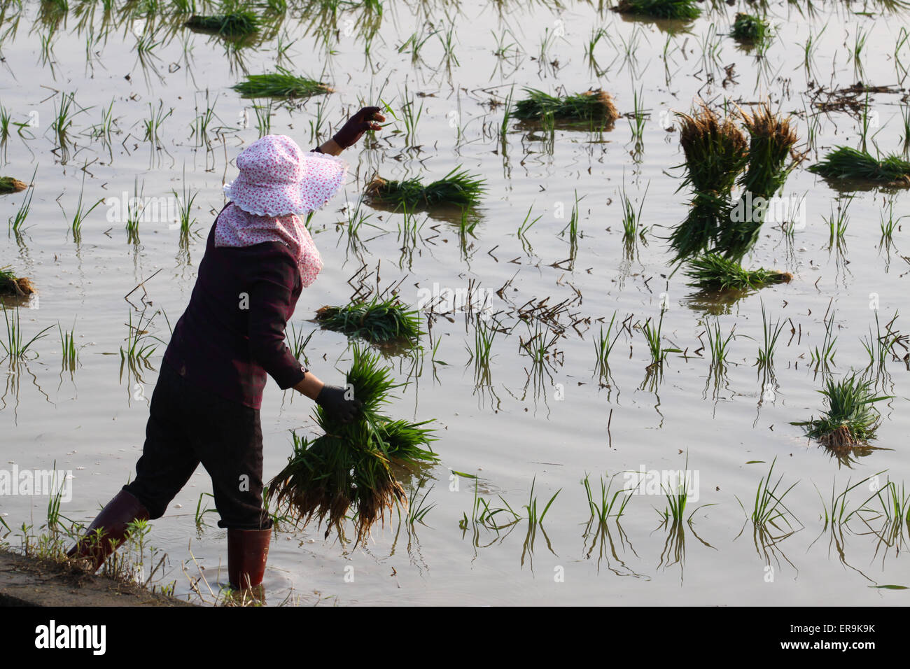Xiangang Rice A famer works in the rice field in Xiangyang, Hubei province, China on ...