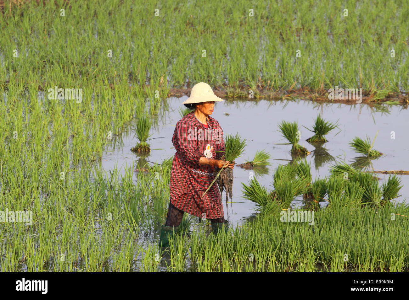 Xiangang Rice A famer works in the rice field in Xiangyang, Hubei province, China on ...