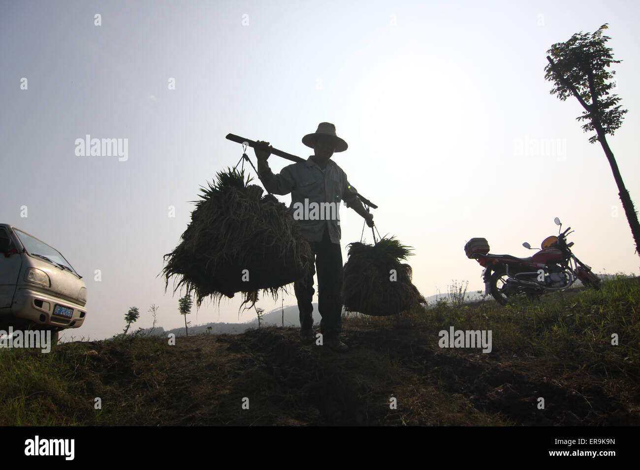 Xiangang Rice A famer works in the rice field in Xiangyang, Hubei province, China on ...