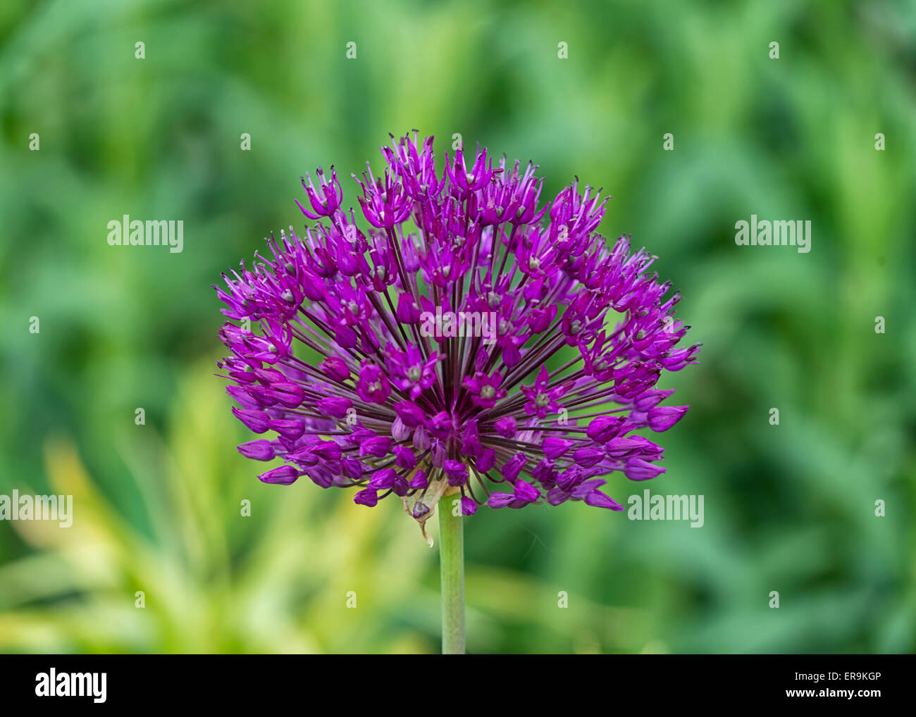 Colorful Flower in Culpeper Garden at Leeds Castle in Kent, England UK
