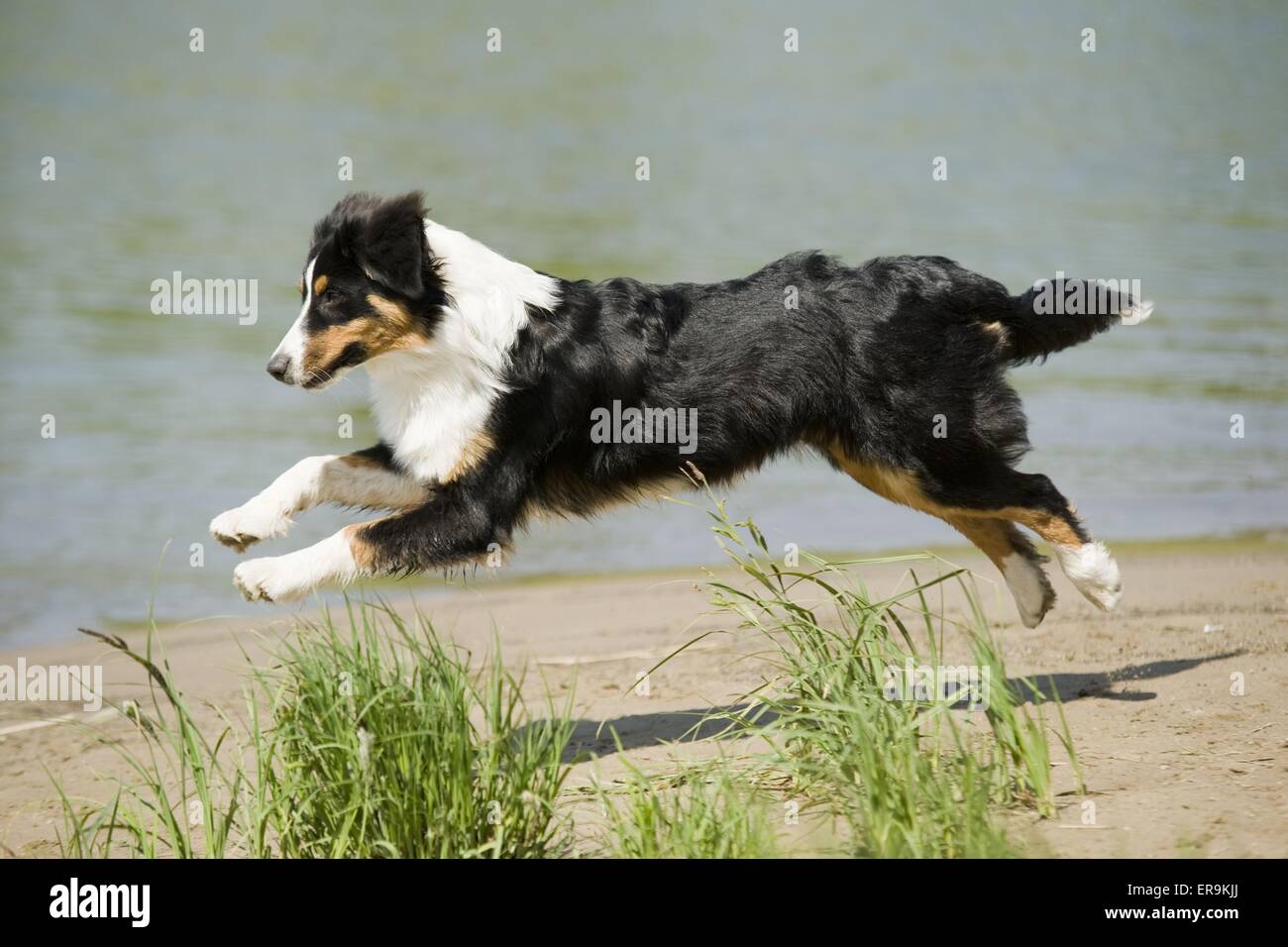 running Australian Shepherd Stock Photo Alamy