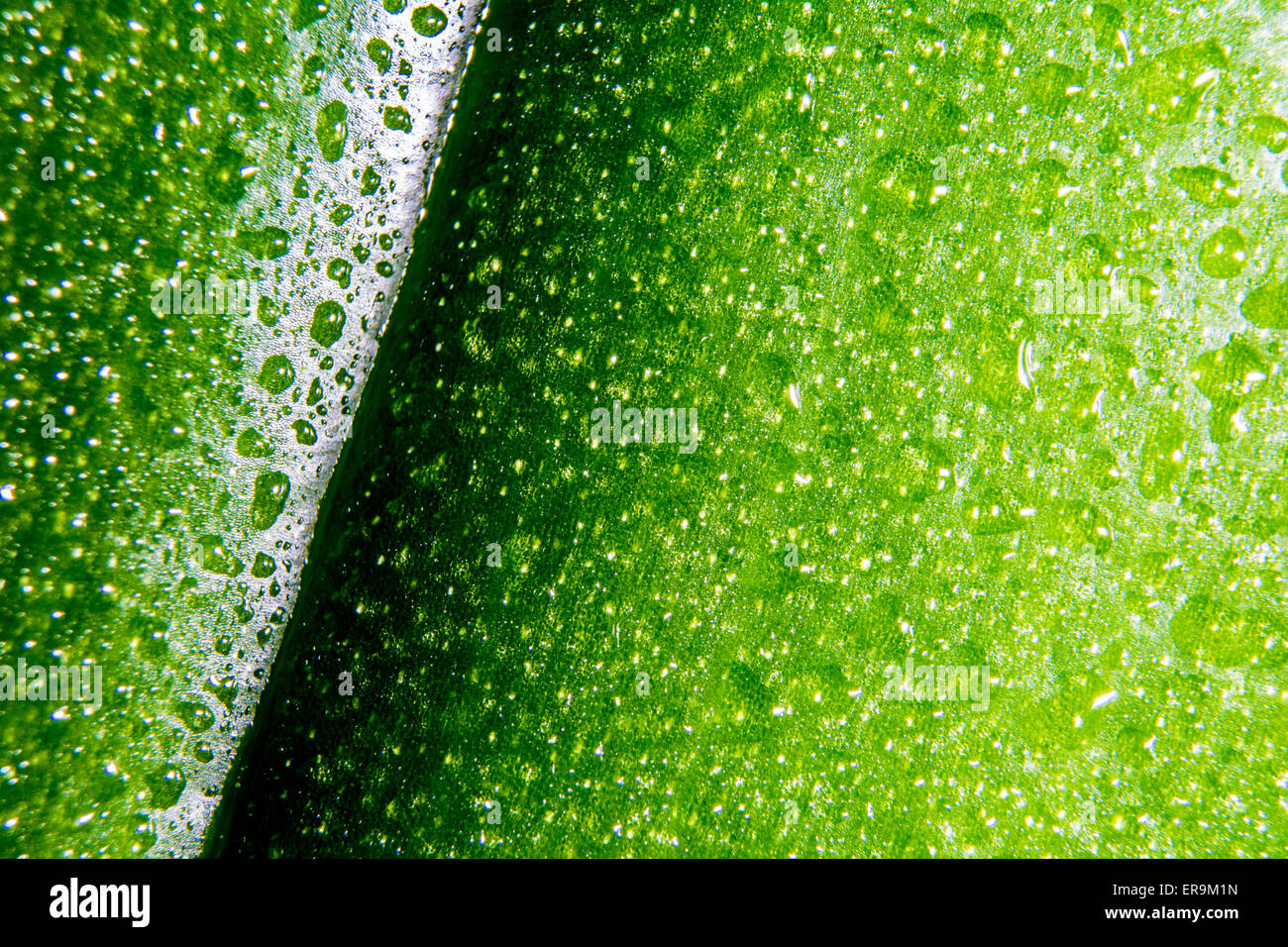 Close up photography of green leaf texture Stock Photo - Alamy
