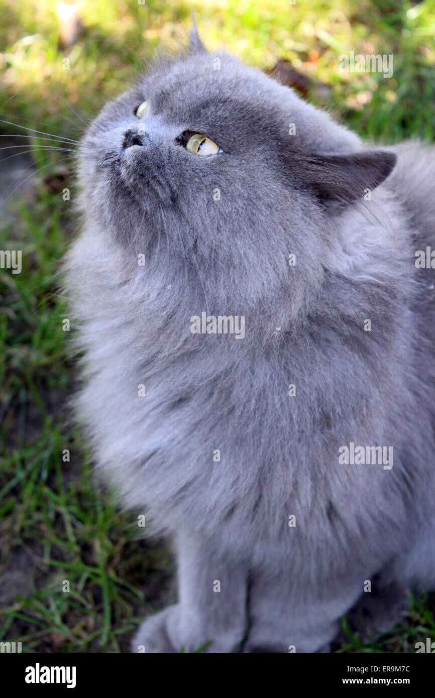 big Persian cat looking up in the green grass Stock Photo Alamy
