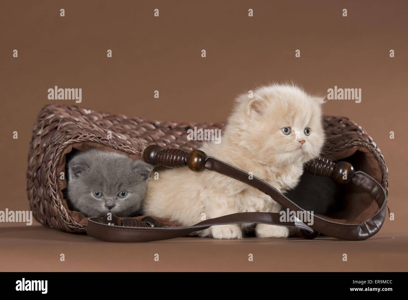 Long short hair kittens hires stock photography and images Alamy