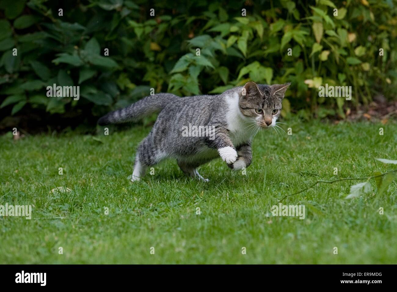 running domestic cat Stock Photo