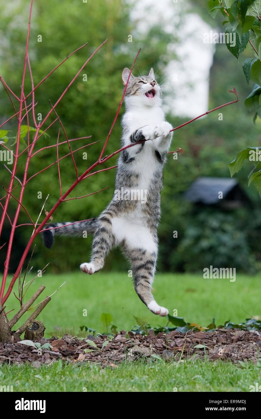 playing domestic cat Stock Photo