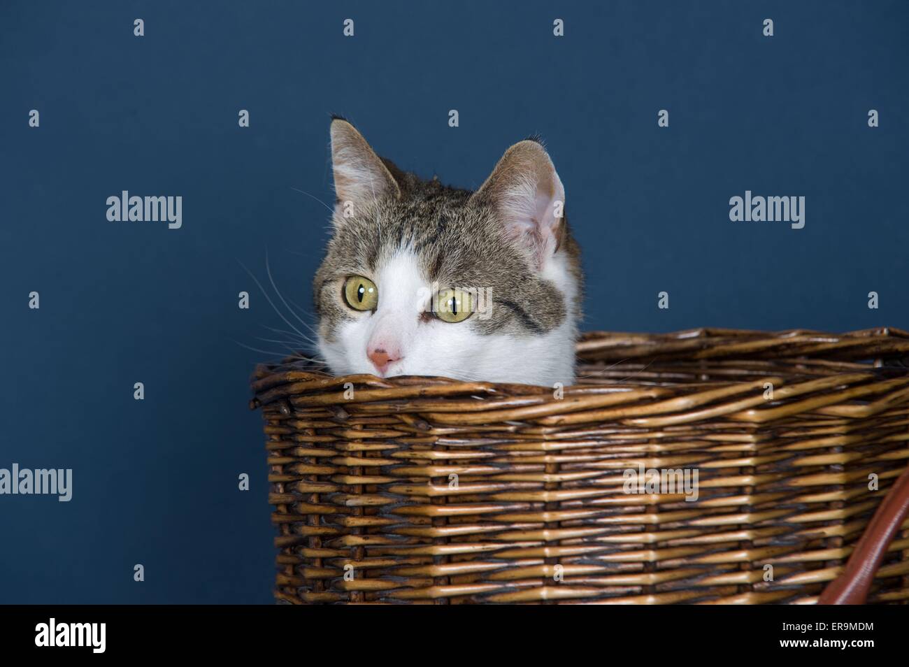 domestic cat portrait Stock Photo - Alamy