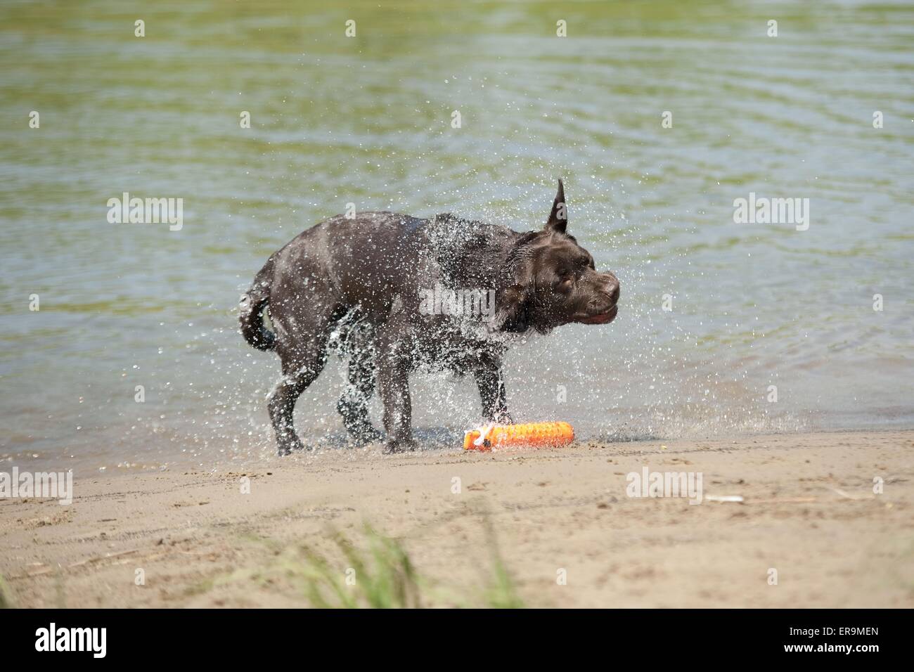 shaking Labrador Retriever Stock Photo Alamy