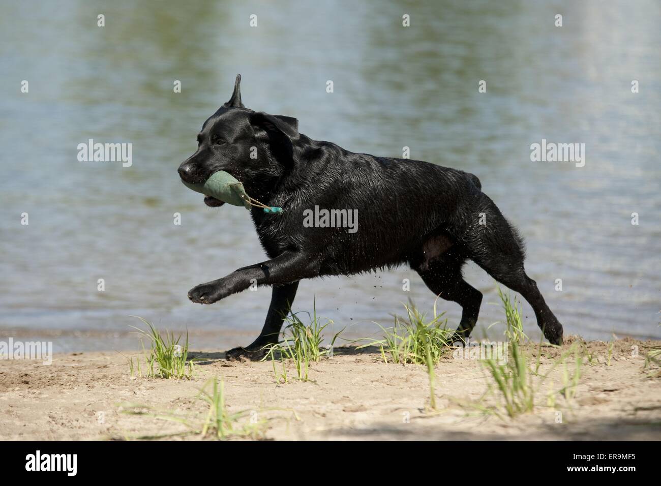 playing Labrador Retriever Stock Photo