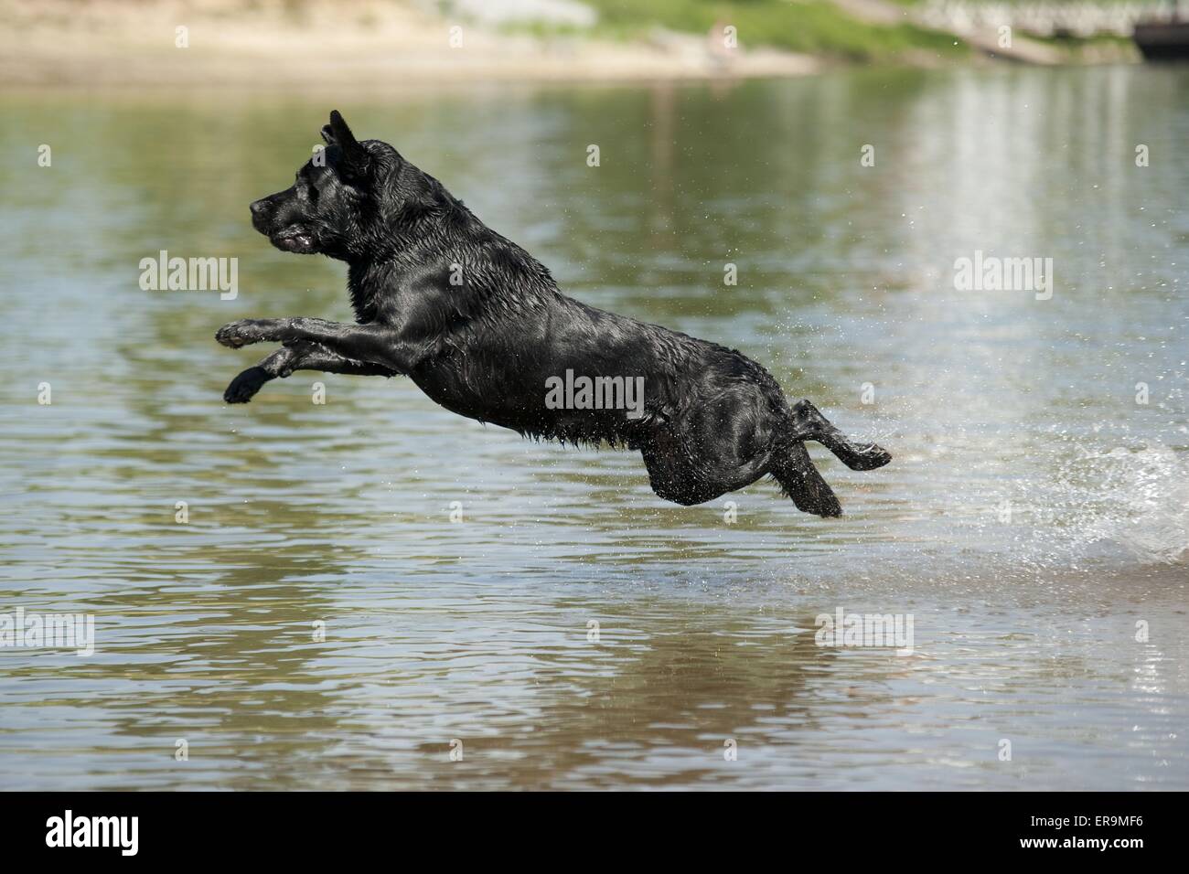 jumping Labrador Retriever Stock Photo