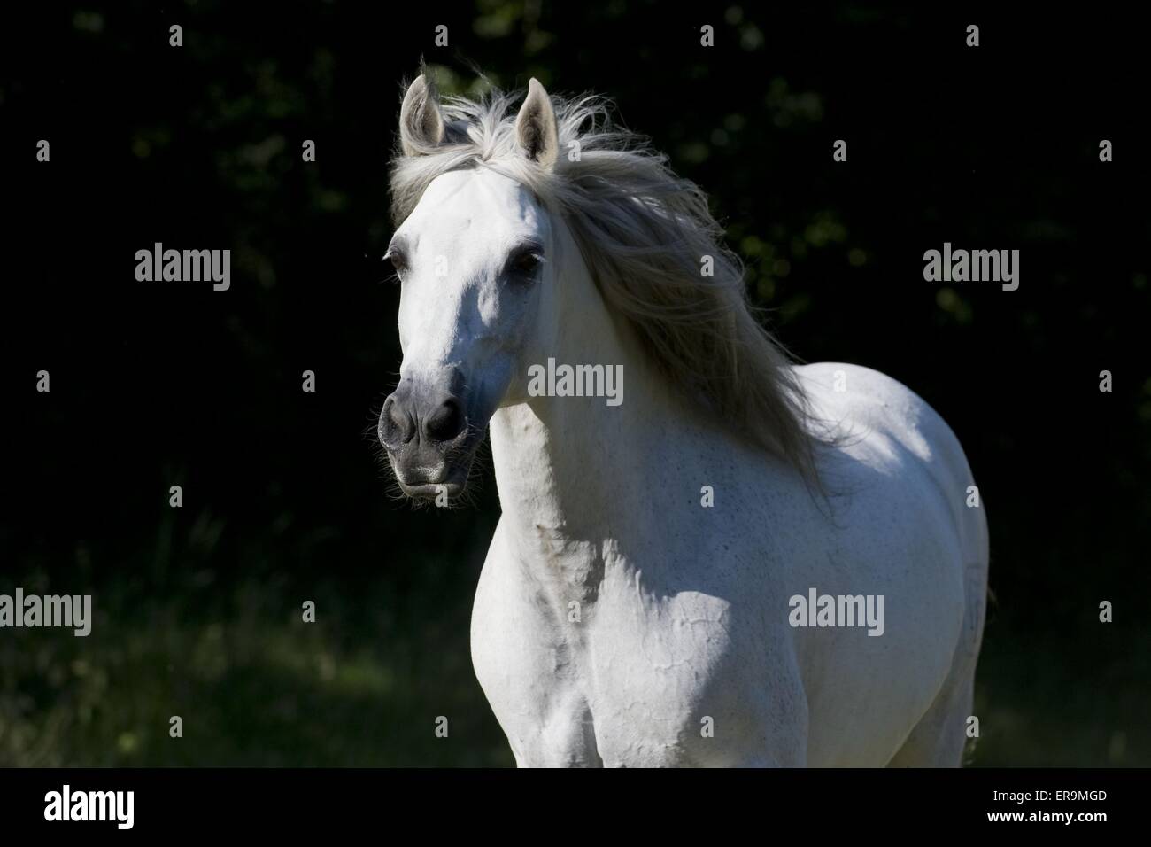 Andalusian horse portrait Stock Photo