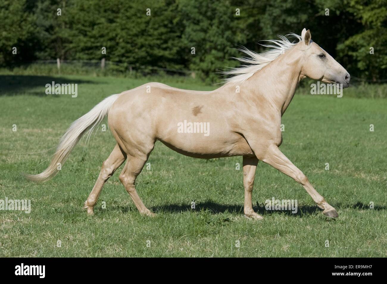 galloping Quarter Horse Stock Photo Alamy