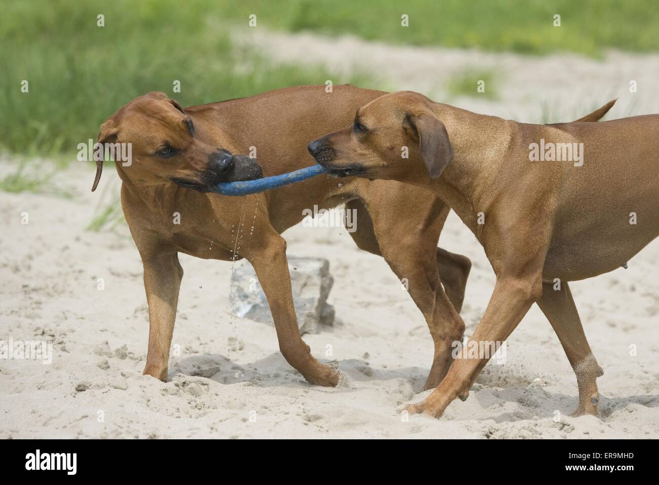 playing Rhodesian Ridgebacks Stock Photo - Alamy