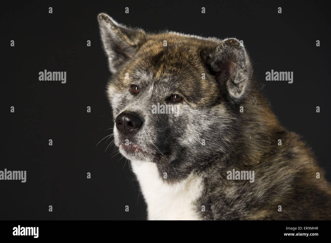 Black akita hi-res stock photography and images - Alamy