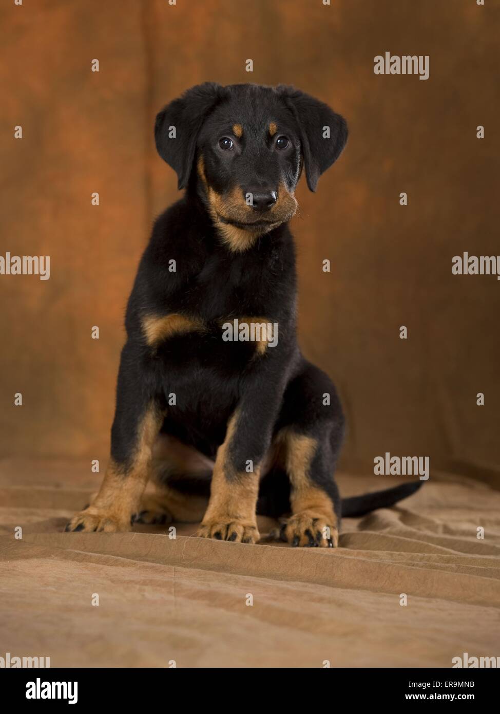 Givenchy Givenchy Rottweiler Wool Melange Knit Cuban Fit T-Shirt | Grailed, image size:974x1390