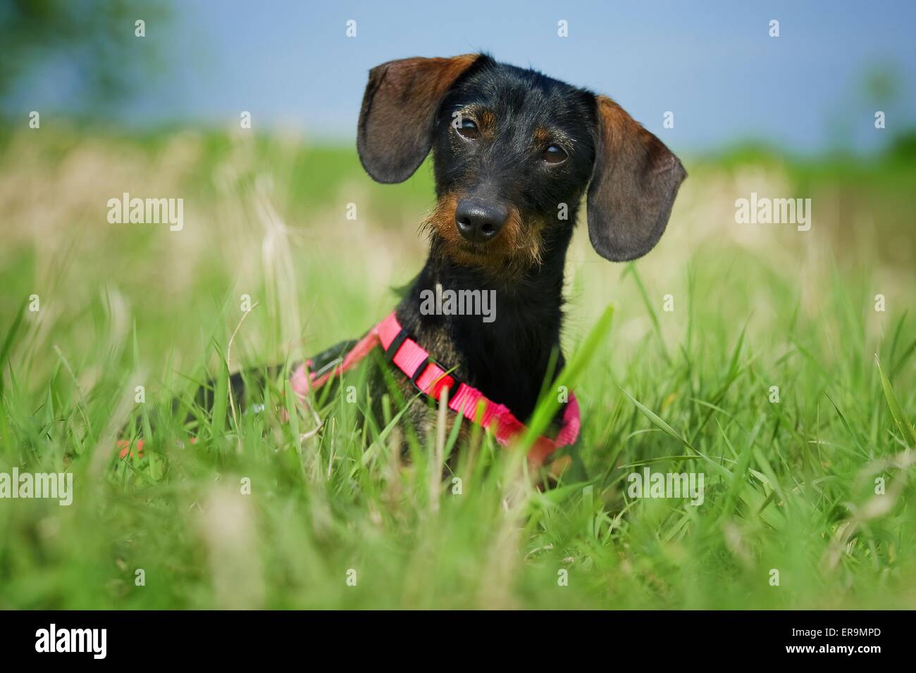 sitting wirehaired teckel Stock Photo