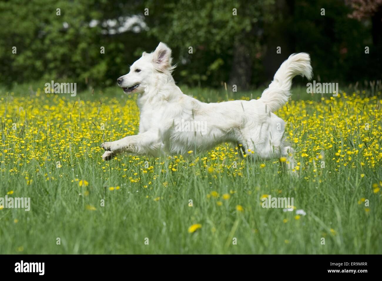 running Golden Retriever Stock Photo - Alamy